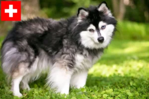 Read more about the article Criadores e cachorros de Alaskan Klee Kai na Suíça