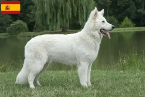 Read more about the article Criador de cães de pastor suíço branco e cachorros em Espanha