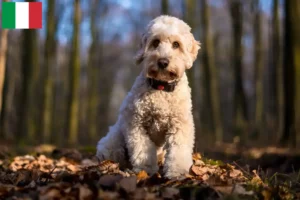 Read more about the article Criadores de Cockapoo e cachorros em Itália