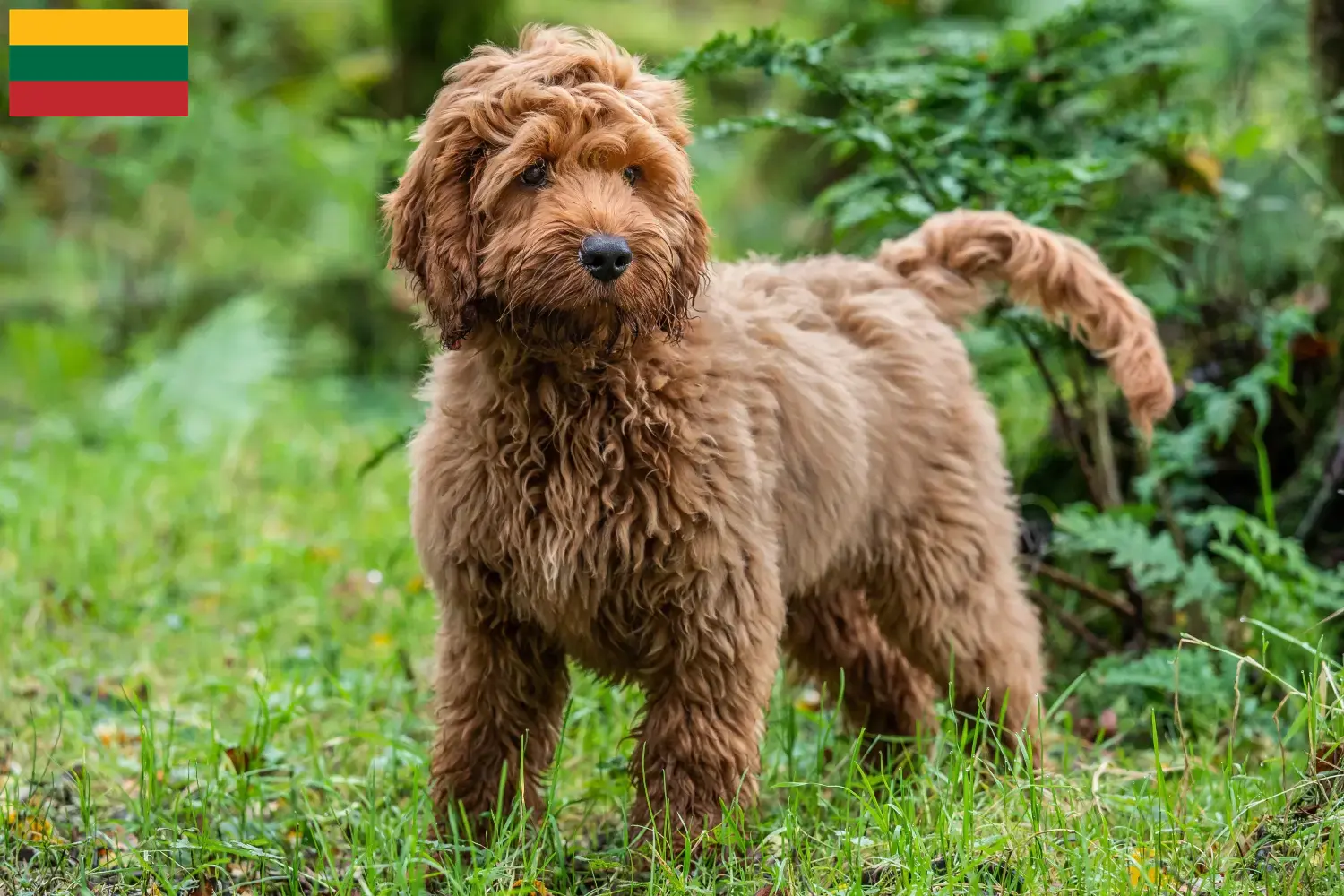 Cockapoo cachorros e criadores Lituânia Aqui pode encontrar criadores de Cockapoos na Lituânia.