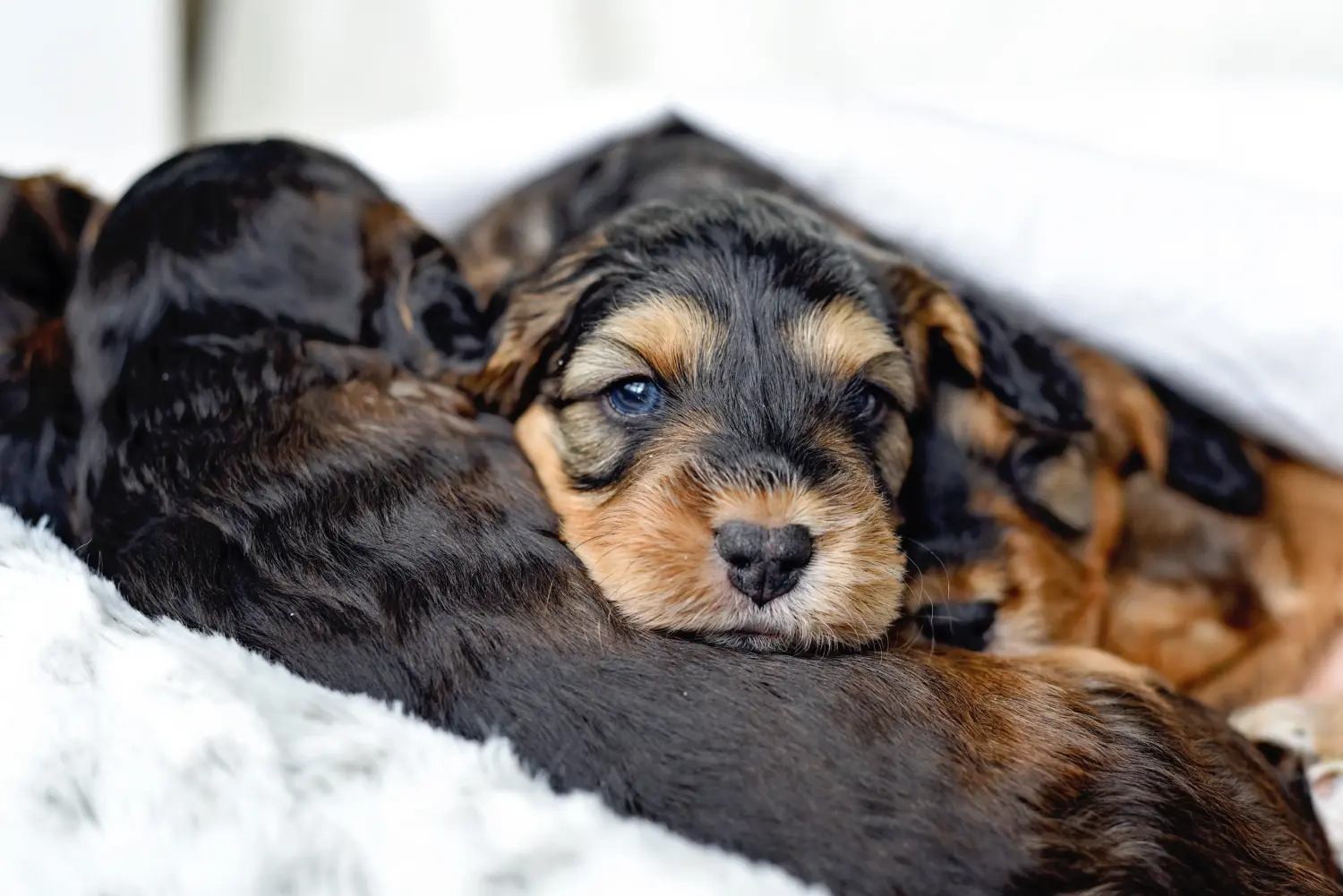 Comprar um cachorro Cockapoo significa assumir responsabilidades! Comprar cachorros Cockapoo.