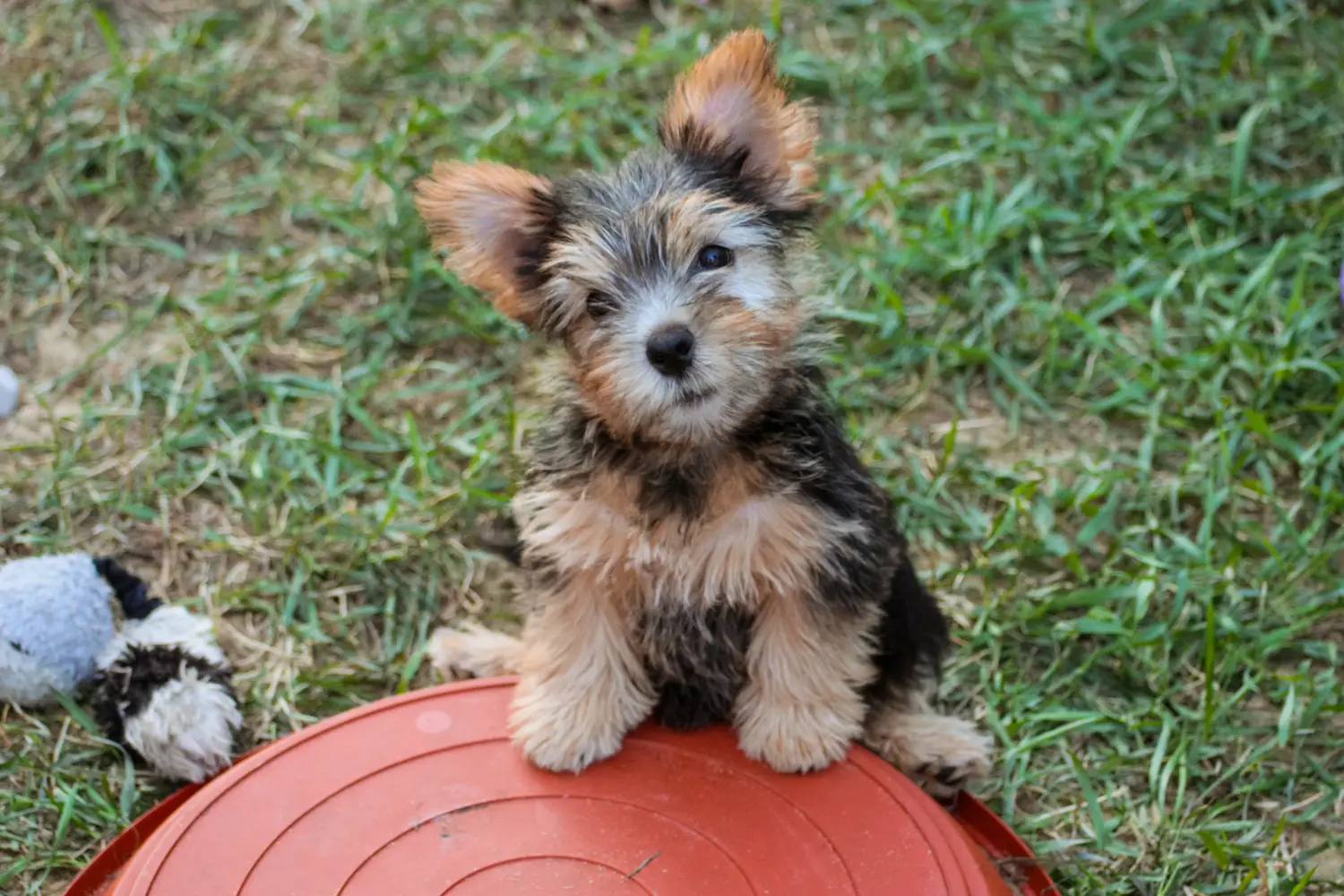 Comprar um cachorro Norwich Terrier significa assumir responsabilidades! Comprar cachorros Norwich Terrier.