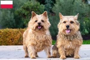 Read more about the article Criadores de Norwich Terrier e cachorros na Polónia