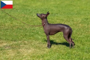 Read more about the article Criador de cães sem pelo peruanos e cachorros na República Checa