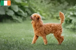 Read more about the article Criadores de caniches e cachorros na Irlanda