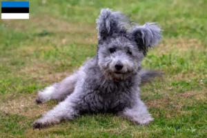 Read more about the article Criadores de Pumi e cachorros na Estónia