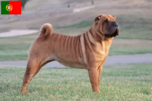 Read more about the article Criadores de Shar-Pei e cachorros em Portugal
