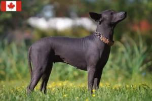 Read more about the article Criadores de Xolo e cachorros no Canadá