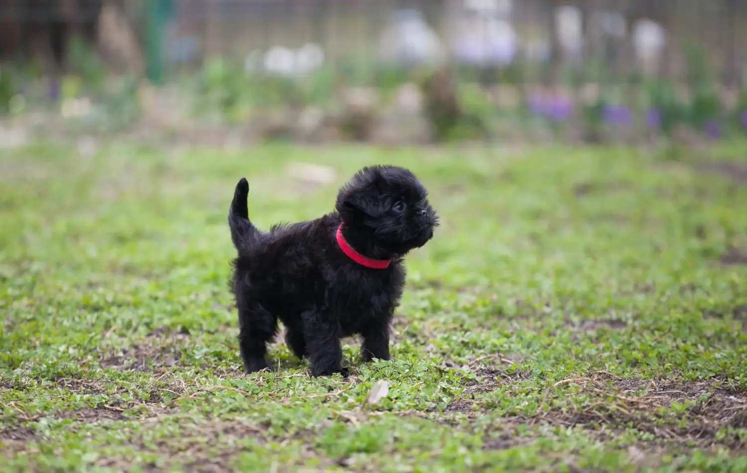 Comprar um cachorro Affenpinscher significa assumir a responsabilidade! Comprar cachorros Affenpinscher.