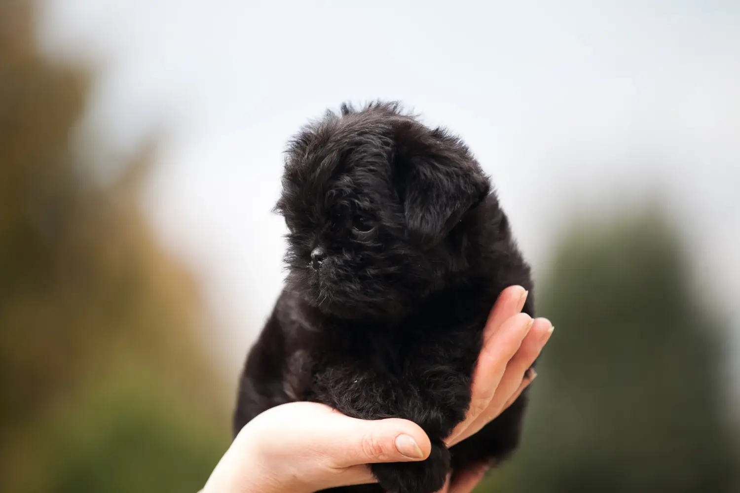 Comprar um cachorro Affenpinscher significa assumir a responsabilidade! Comprar cachorros Affenpinscher.