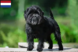 Read more about the article Criadores de Affenpinscher e cachorros nos Países Baixos