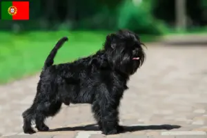 Read more about the article Criadores de Affenpinscher e cachorros em Portugal