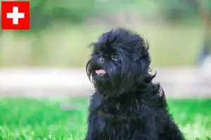 Read more about the article Criadores de Affenpinscher e cachorros na Suíça