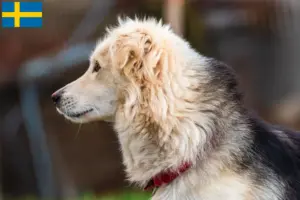 Read more about the article Criadores de Aidi e cachorros na Suécia