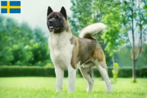 Read more about the article Criadores de Akita e cachorros na Suécia