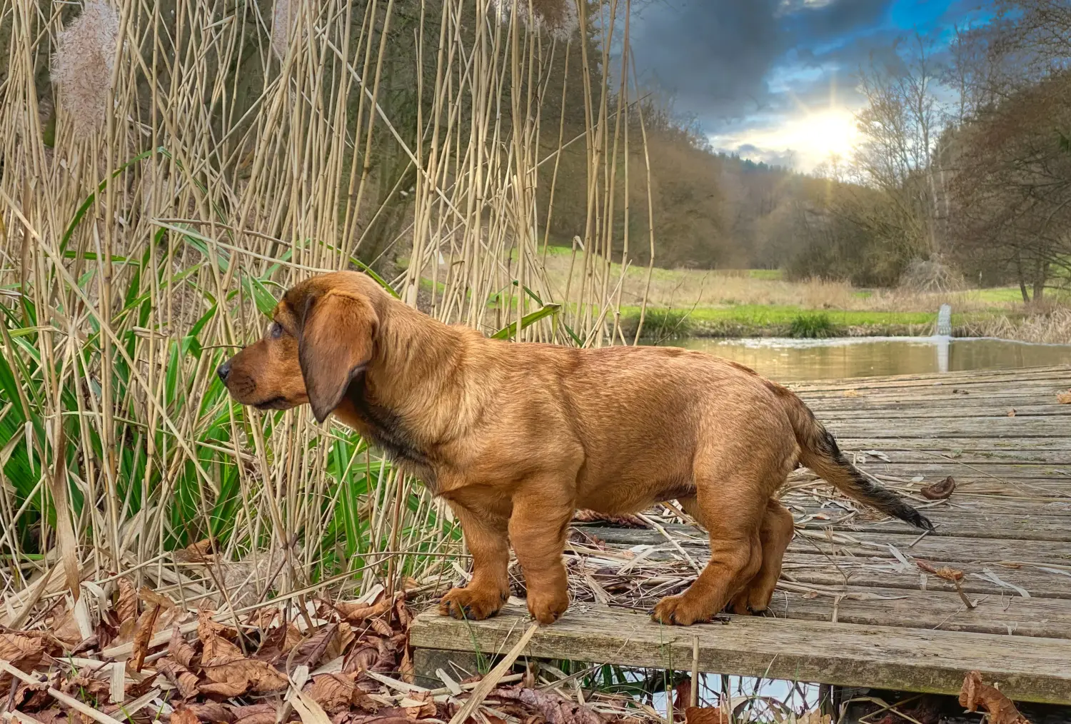 Comprar um cachorro Dachsbracke Alpino significa assumir a responsabilidade! Comprar cachorros Dachsbracke alpino.