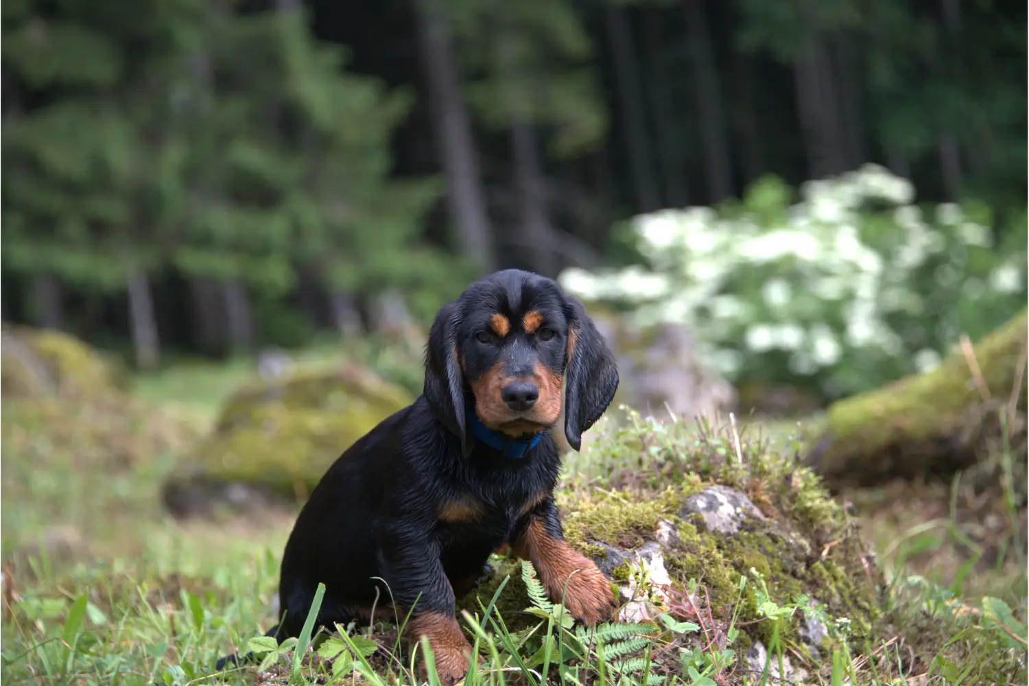 Comprar um cachorro Dachsbracke Alpino significa assumir a responsabilidade! Comprar cachorros Dachsbracke alpino.