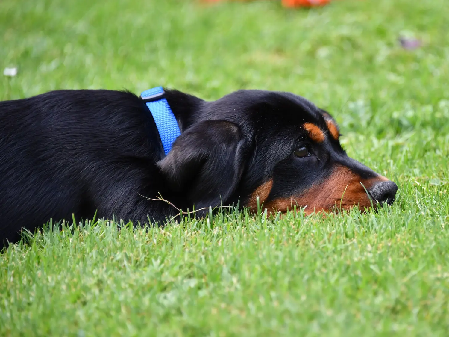 Comprar um cachorro Dachsbracke Alpino significa assumir a responsabilidade! Comprar cachorros Dachsbracke alpino.