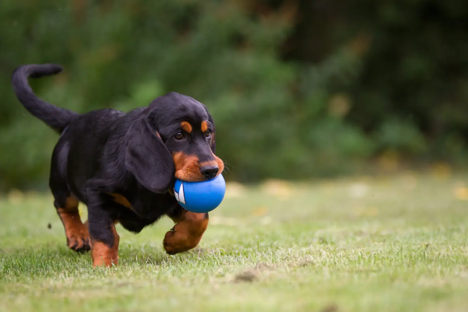 Comprar um cachorro Dachsbracke Alpino significa assumir a responsabilidade! Comprar cachorros Dachsbracke alpino.