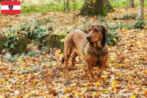 Read more about the article Criadores de Dachsbracke alpino e cachorros na Áustria
