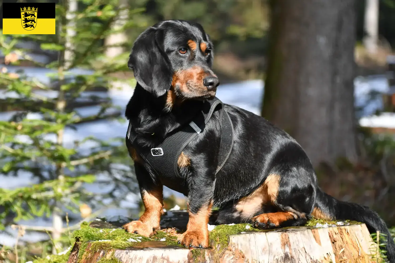 Dachsbracke alpino cachorros e criadores Baden-Württemberg Aqui pode encontrar criadores de Alpine Dachsbracken em Baden-Württemberg.