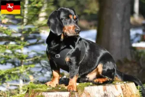 Read more about the article Criadores de Alpine Dachsbracke e cachorros na Baixa Saxónia