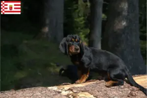 Read more about the article Criadores de Alpine Dachsbracke e cachorros em Bremen