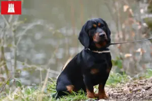 Read more about the article Criadores de Alpine Dachsbracke e cachorros em Hamburgo