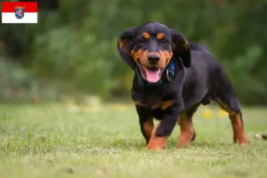 Read more about the article Criadores de Alpine Dachsbracke e cachorros em Hesse