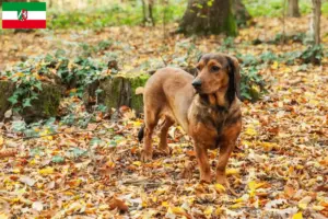 Read more about the article Criadores de Alpine Dachsbracke e cachorros na Renânia do Norte-Vestefália