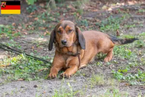 Read more about the article Criadores de Alpine Dachsbracke e cachorros na Renânia-Palatinado