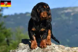 Read more about the article Criadores de Alpine Dachsbracke e cachorros no Sarre
