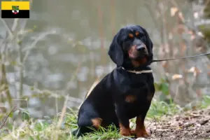Read more about the article Criadores de Alpine Dachsbracke e cachorros na Saxónia-Anhalt