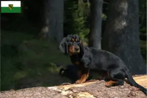 Read more about the article Criadores de Dachsbracke alpino e cachorros na Saxónia