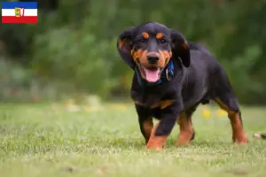 Read more about the article Criadores de Alpine Dachsbracke e cachorros em Schleswig-Holstein