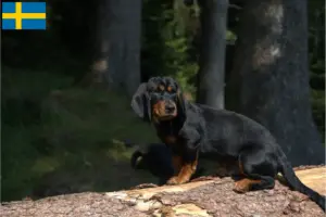 Read more about the article Criadores de Dachsbracke alpino e cachorros na Suécia