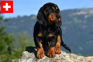 Read more about the article Criadores de Dachsbracke alpino e cachorros na Suíça