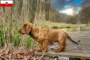 Read more about the article Criadores de Alpine Dachsbracke e cachorros na Turíngia