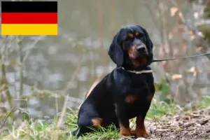Read more about the article Criadores de Dachsbracke alpino e cachorros na Alemanha
