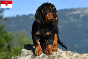 Read more about the article Criadores de Alpine Dachsbracke e cachorros em Brandenburg
