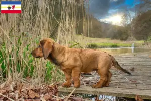Read more about the article Criadores de Alpine Dachsbracke e cachorros em Mecklenburg-Vorpommern