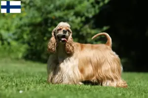 Read more about the article Criadores de Cocker Spaniel Americano e cachorros na Finlândia
