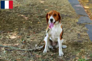 Read more about the article Criadores de Foxhound americano e cachorros em França