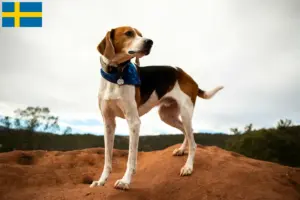 Read more about the article Criadores de Foxhound americano e cachorros na Suécia