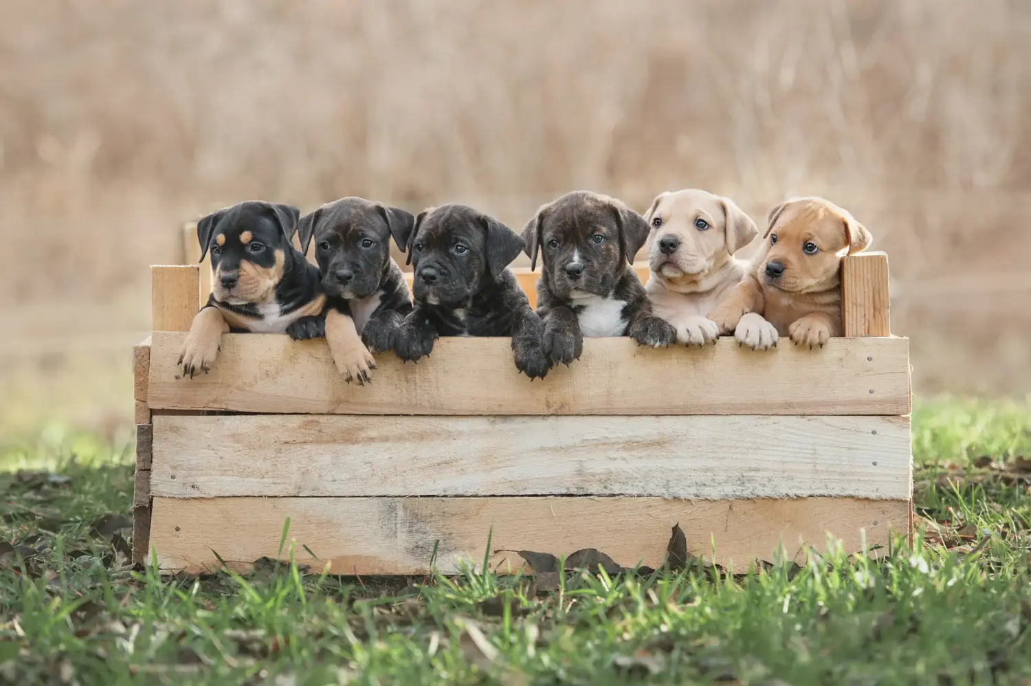 Comprar um cachorro American Staffordshire Terrier significa assumir responsabilidades! Comprar cachorros American Staffordshire Terrier.