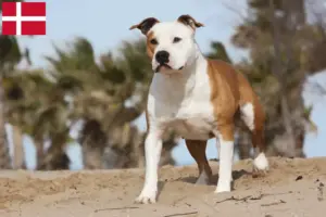 Read more about the article Criadores e cachorros de American Staffordshire Terrier na Dinamarca