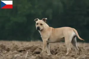 Read more about the article Criadores e cachorros de American Staffordshire Terrier na República Checa