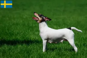 Read more about the article Criadores de American Toy Terrier e cachorros na Suécia