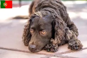 Read more about the article Criadores de American Water Spaniel e cachorros em Portugal