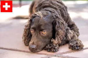 Read more about the article Criadores de American Water Spaniel e cachorros na Suíça